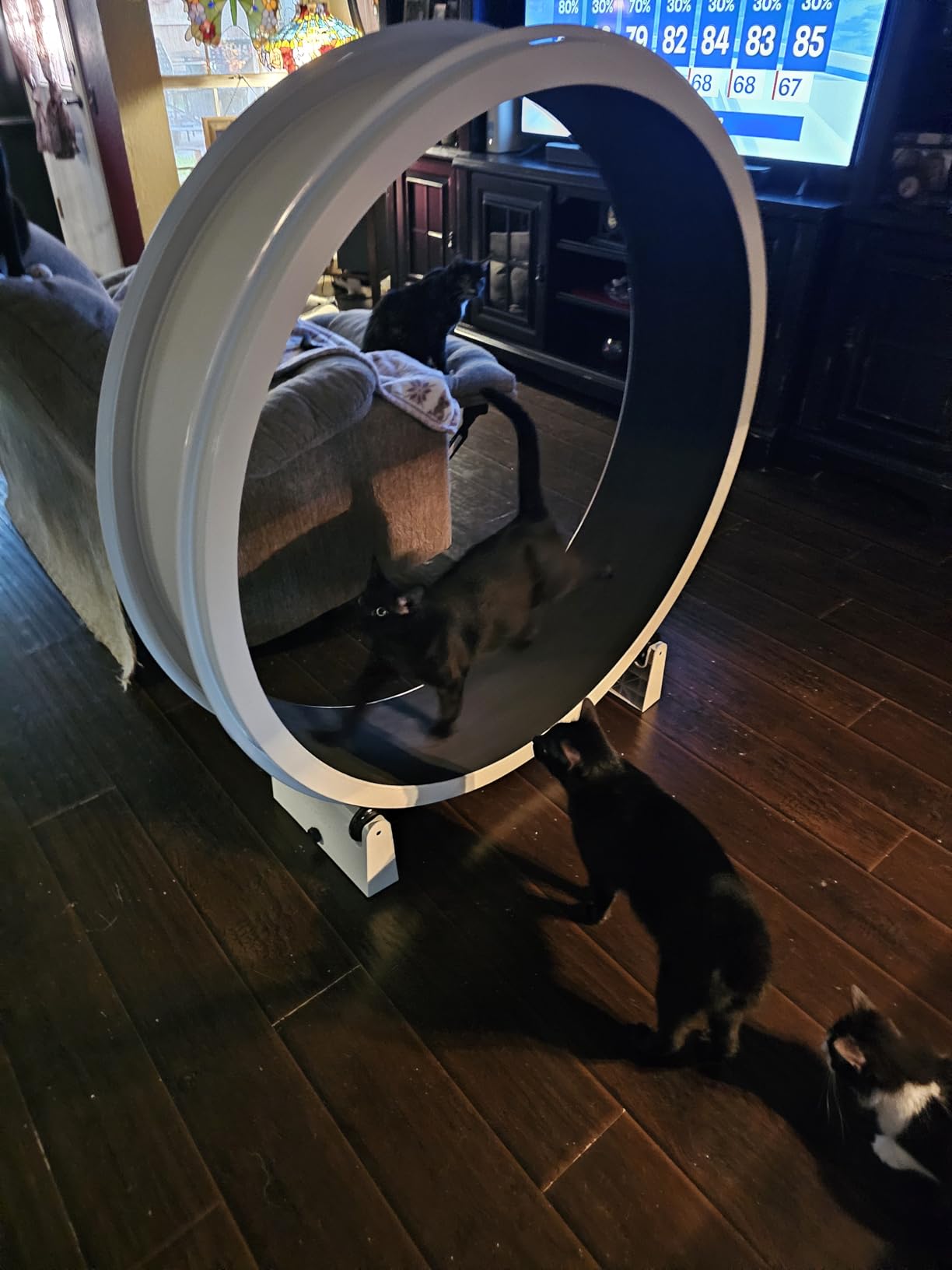One Fast Cat - Cat Exercise Wheel - Gen. 7 - Safe 48