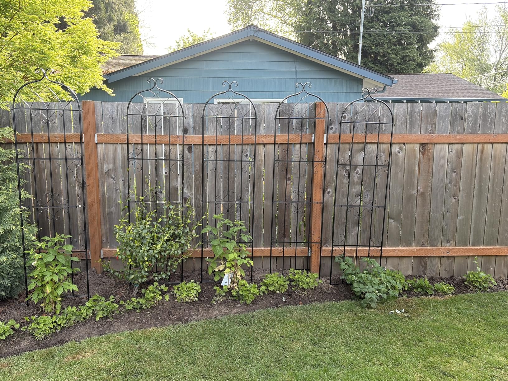 VEVOR Garden Trellis for Climbing Plants, 87 x 20 in, 4 Packs Rustproof Metal Garden Flower Rose Trellis, Outdoor Climbing Clematis Trellis Cucumbers Support for Courtyards Lawns customer photo 2