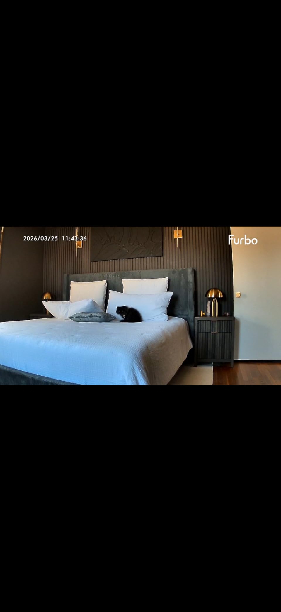 Furbo Mini 360° 2K QHD Pet Camera: Basic See, Talk & Toss Features, No AI Alerts, No Subscription Required, Dog & Cat Rotating Treat Dispenser w/Phone App, Smart Indoor Cam, 2-Way Audio & Night Vision customer photo 2