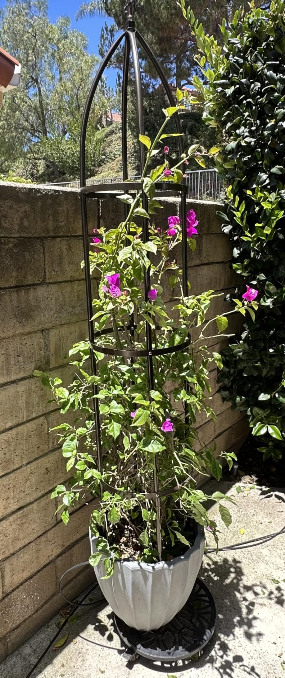 Garden Obelisk Trellis 100% Metal Heavy Duty 5.5 ft for Climbing Vines | Upgraded 16mm Thick Steel Tubes Bronze Rustproof Tower, Medium Plant Support Stands for Flowers, Roses, Clematis & Tomatoes customer photo 2