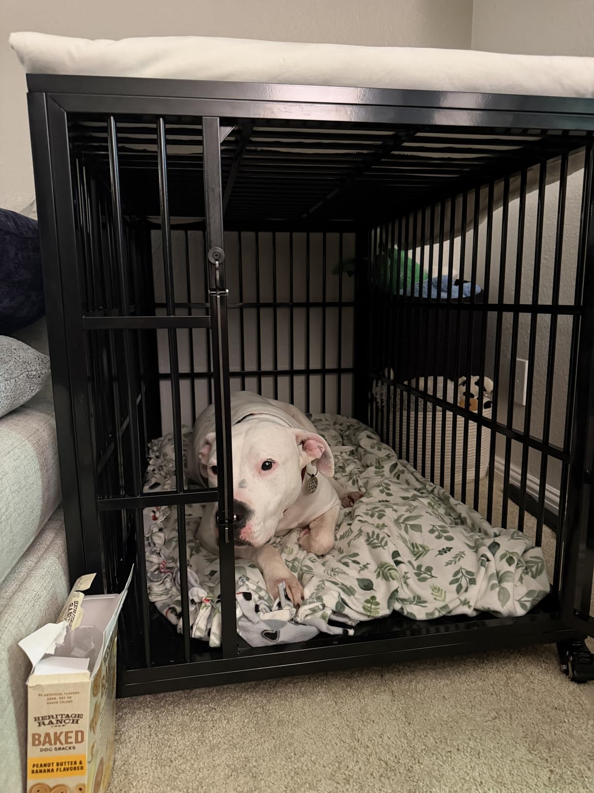 VERIFURTY 48 Inch Heavy Duty Dog Crate for Large Dogs with Self-Locking Latch, Escape-Proof Steel Kennel Indoor, XL Large Double Door Metal Pet Cage with Wheels customer photo 2