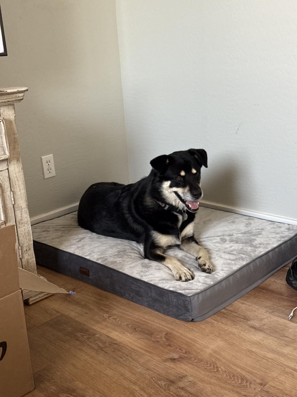 OhGeni Orthopedic Waterproof Large Dog Bed, Memory Foam, 41 inch(Gray) | Machine-Washable Removable Cover in Easy-Clean Fabric, Reversible Memory Foam & Easy-Carry Handle, Suitable for Crate customer photo 1