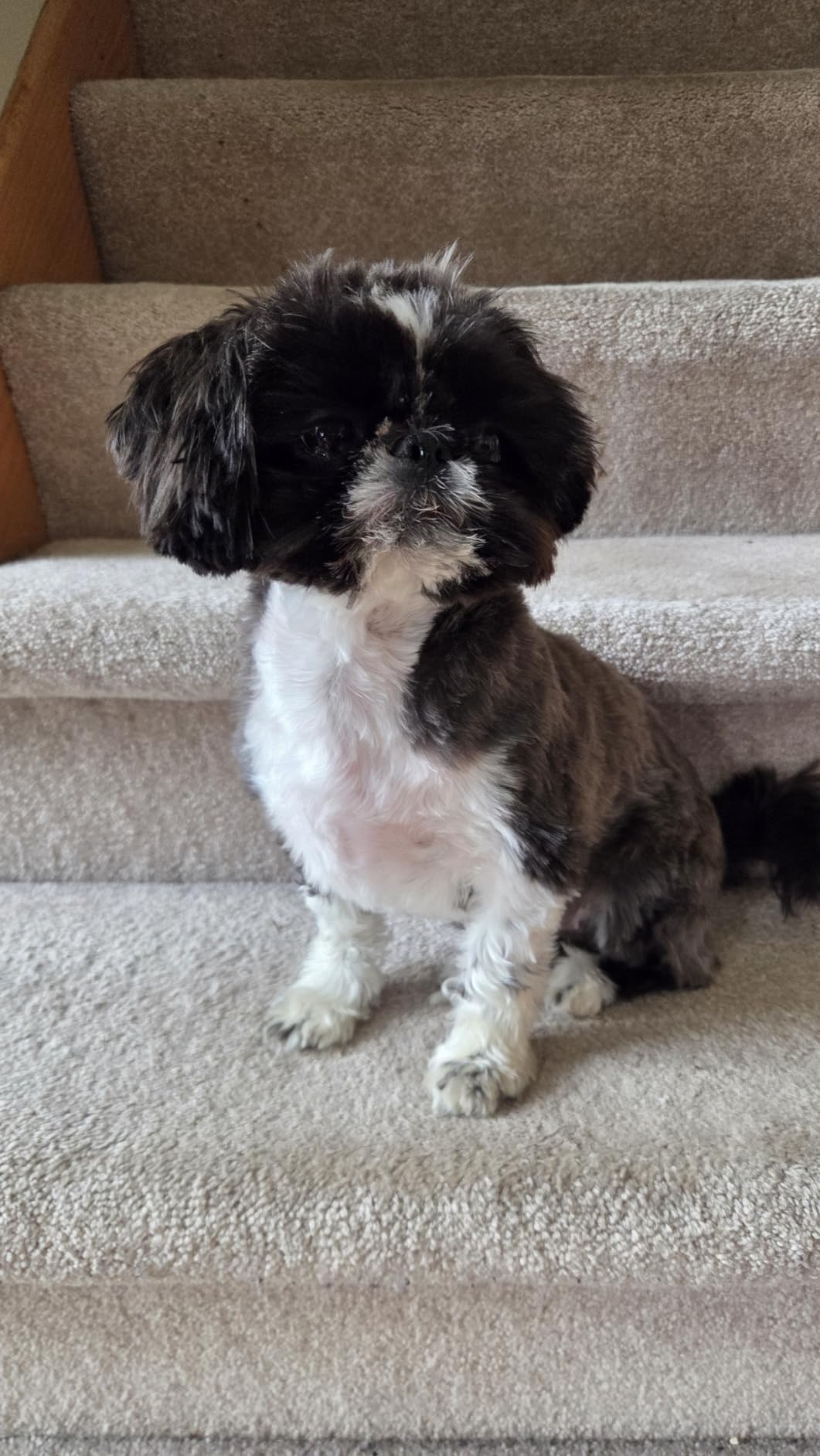 Wahl Pro Animal Bravura2 - Cordless Professional Pet Clipper for Dogs, Cats & Horses - Multi-Speed - Durable & Easy to Carry - USB Charging - Travel-Friendly - Comfortable Grip - Brilliant Rose customer photo 2
