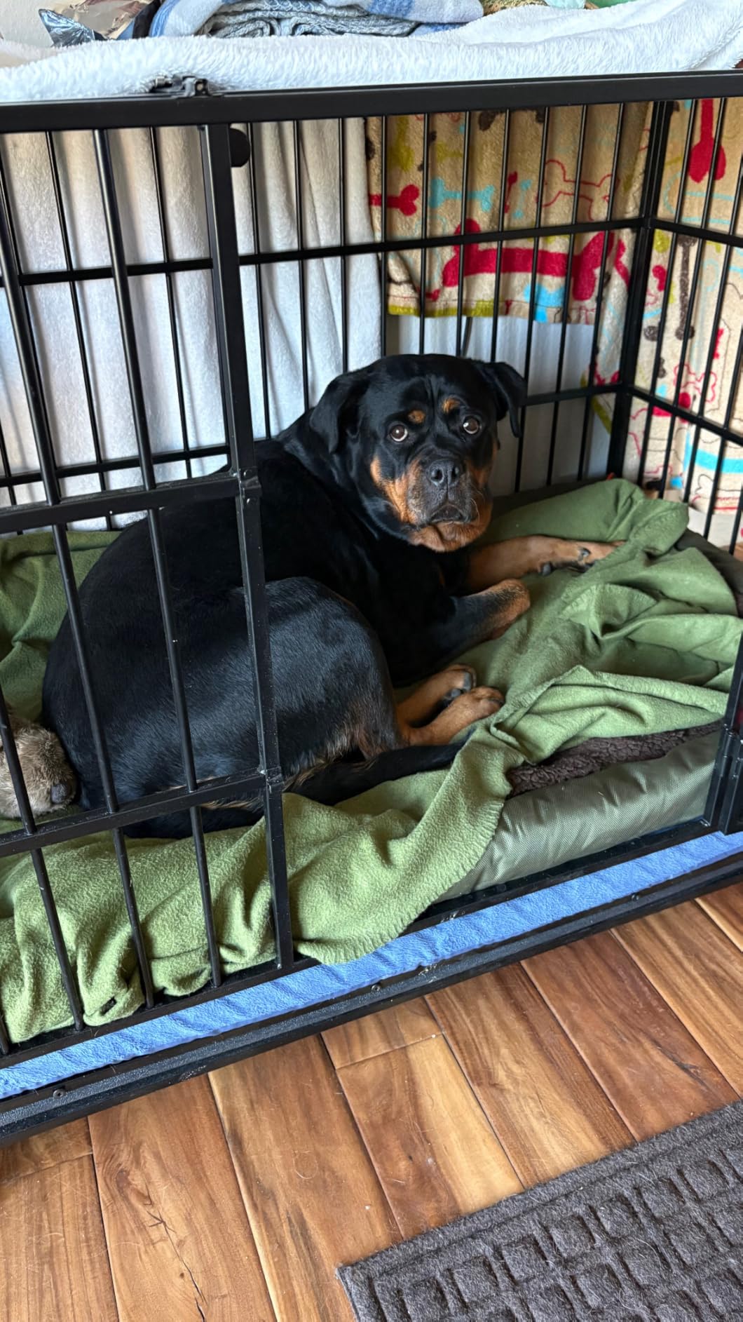 Feandrea Heavy-Duty Dog Crate, 5-Minute Quick Assembly, Foldable Dog Kennel Cage with Lockable Wheels, Double Doors, Escape Proof Fixed Bottom, Removable Tray, Easy to Clean, Ink Black, 48 Inch customer photo 1