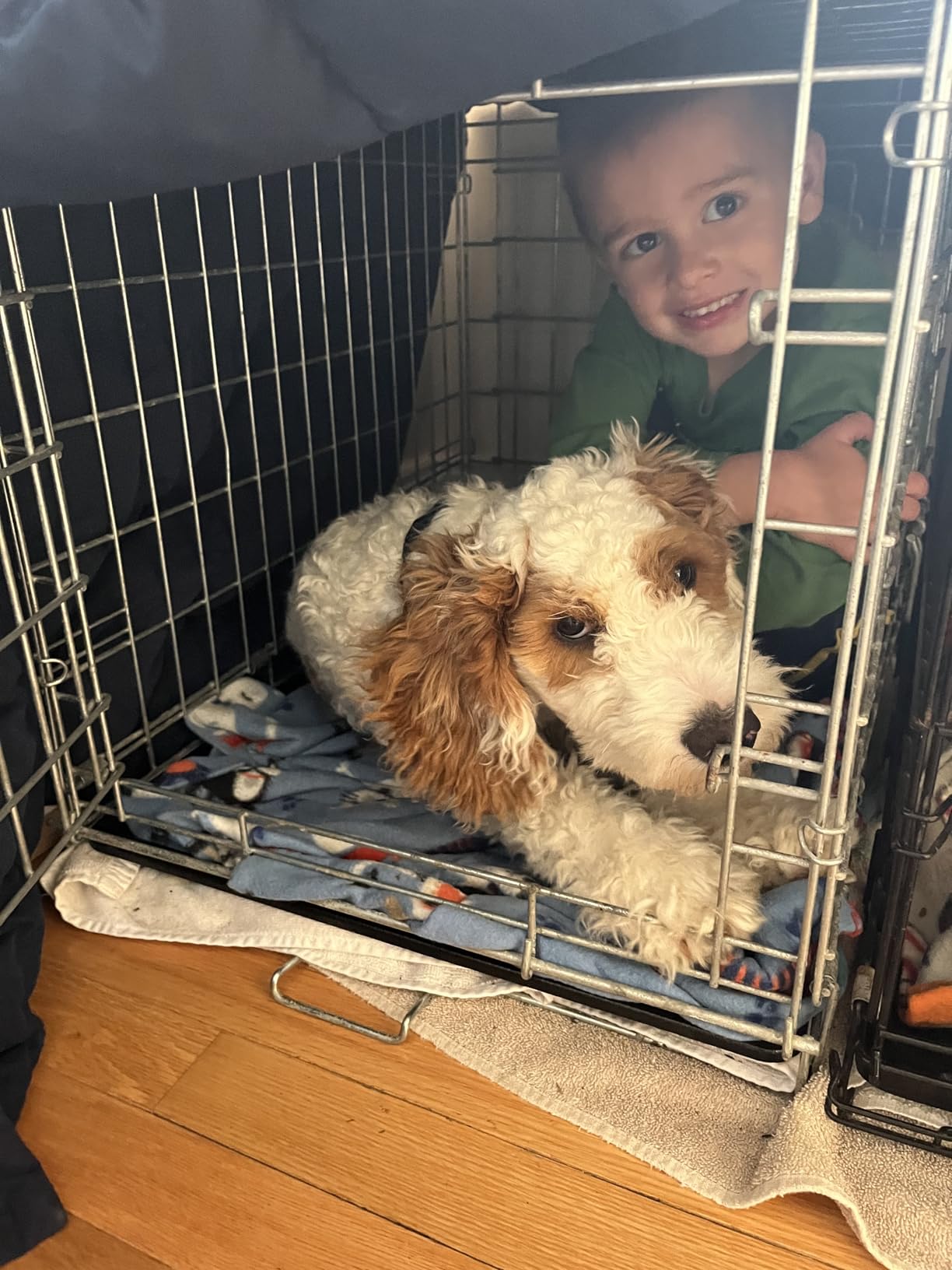 MidWest Homes for Pets 48-Inch LifeStages Crate for Extra-Large Breeds, 90-110 lbs, Double Door Folding Dog Crate with Divider Panel, Leak-Proof Tray & Secure Latch customer photo 1