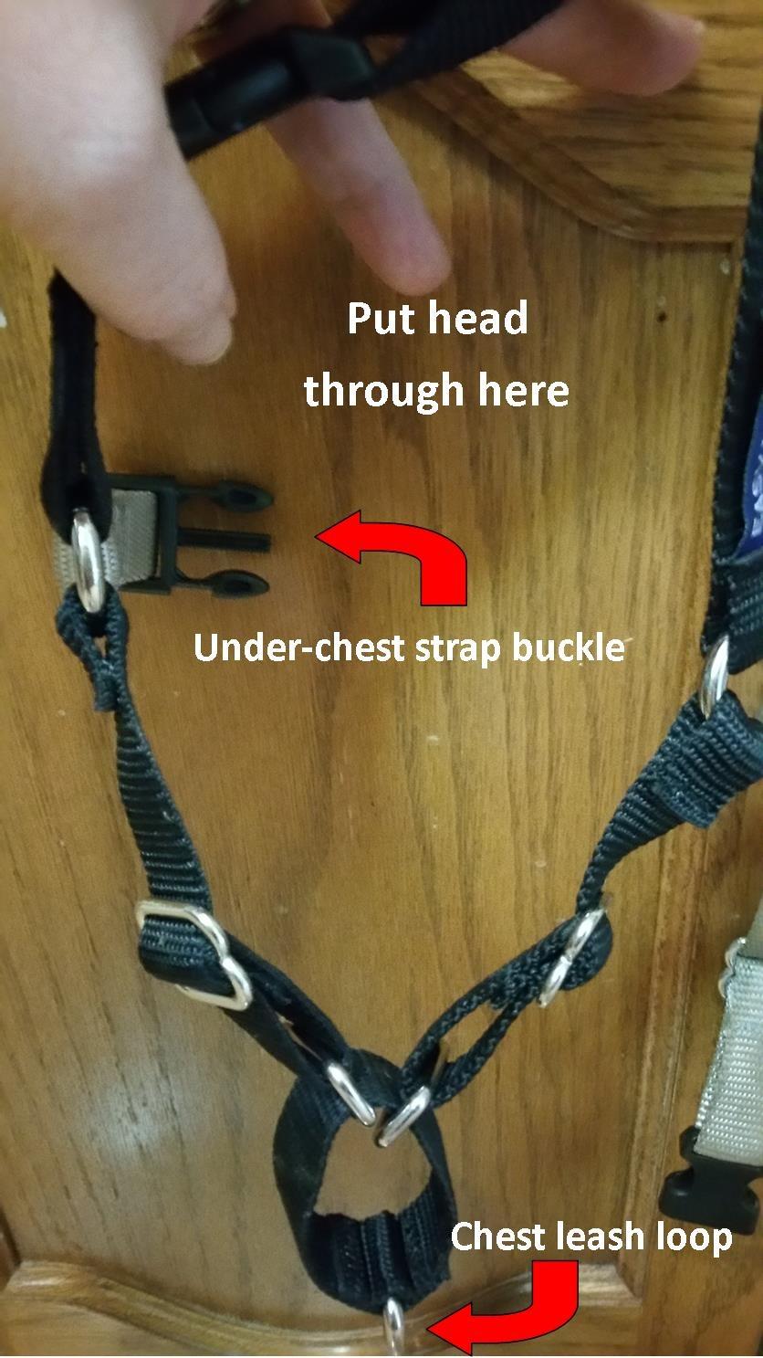 PetSafe Easy Walk Harness for Dogs - Pull-Free Walks - Patented Martingale Loop Design - Front Chest Leash Attachment - Adjustable Comfort Straps - Breathable Harness Design - Large, Black/Silver customer photo 1