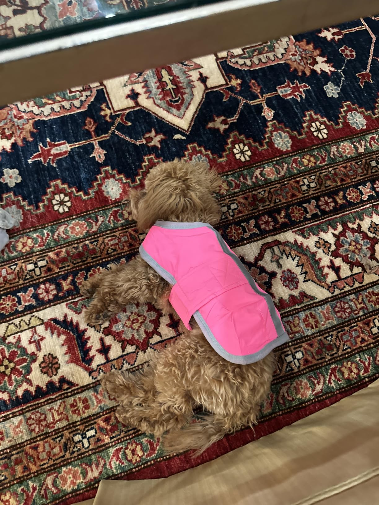 Queenmore Cold Weather Dog Coats Loft Reversible Winter Fleece Dog Vest Waterproof Pet Jacket Available in Extra Small, Small, Medium, Large Extra Large Sizes customer photo 1