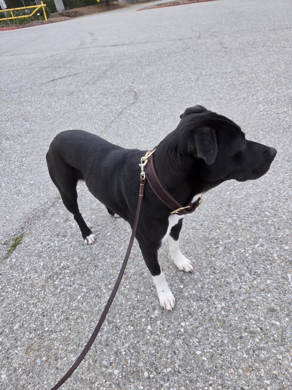 Genuine Leather Dog Collar, Heavy Duty Wide Dog Collar for Small, Medium, Large and Extra Large Dog customer photo 1