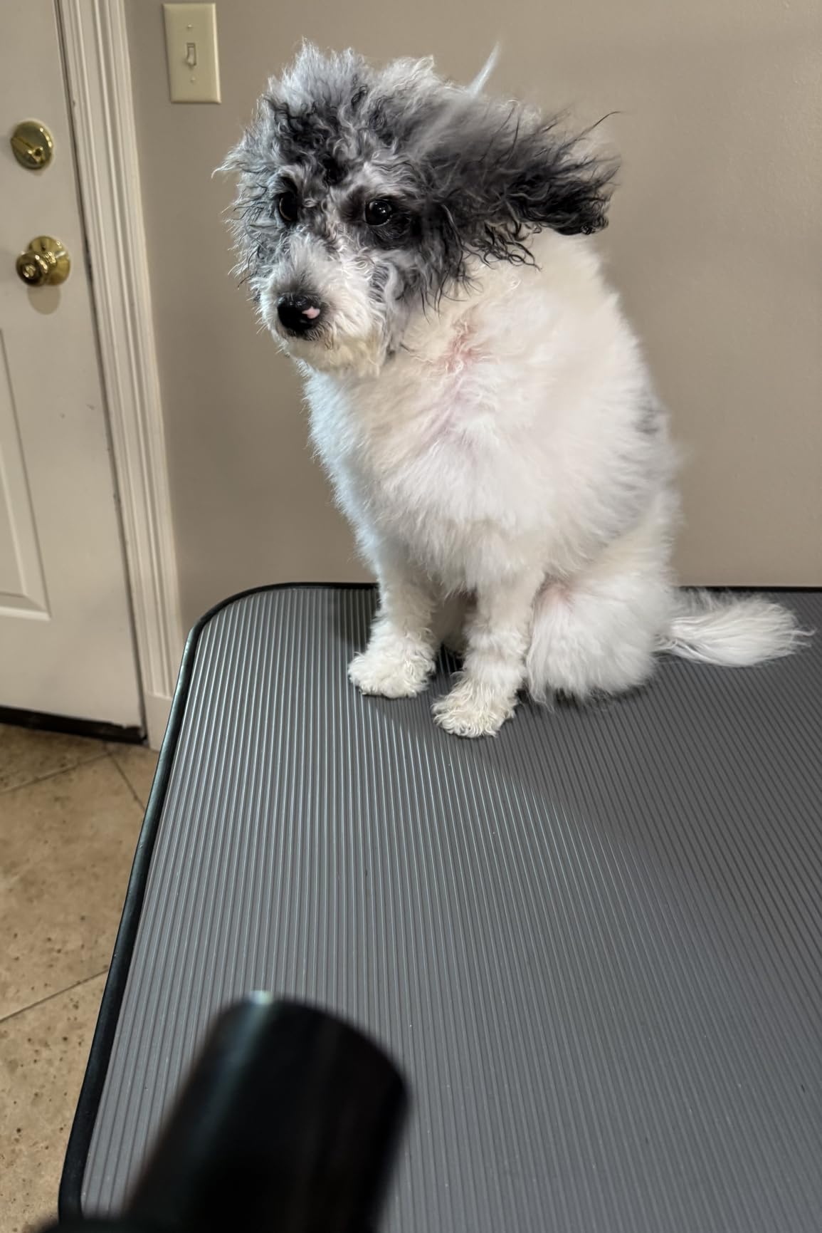 Dog Dryer for Pet Grooming, High Velocity Pet Hair Dryer with Heater, Adjustable Speed, 3 Nozzles and a Comb (Blue) customer photo 1