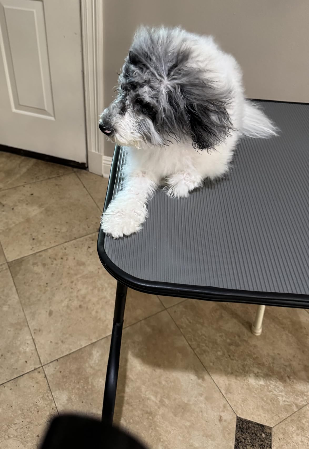 Dog Dryer for Pet Grooming, High Velocity Pet Hair Dryer with Heater, Adjustable Speed, 3 Nozzles and a Comb (Blue) customer photo 2