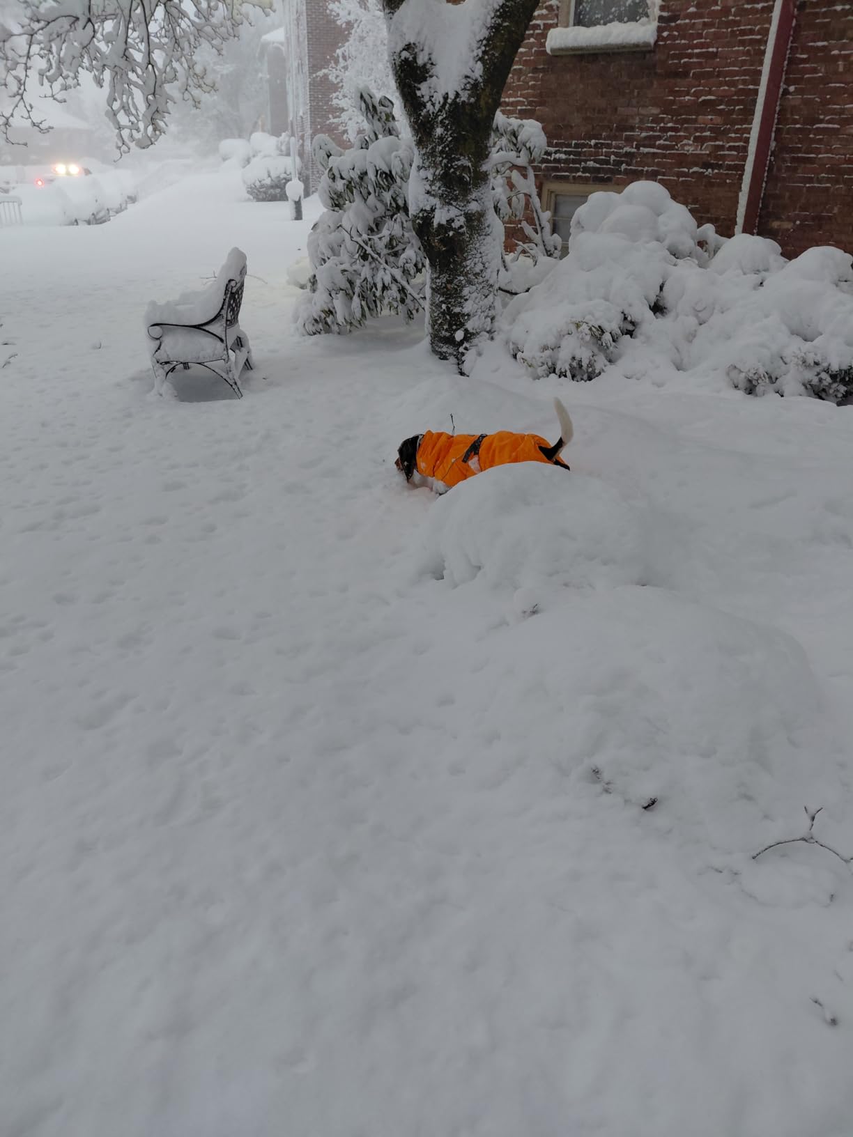 Hurtta Expedition Parka, Winter Dog Coat, Buckthorn, 14XL customer photo 1