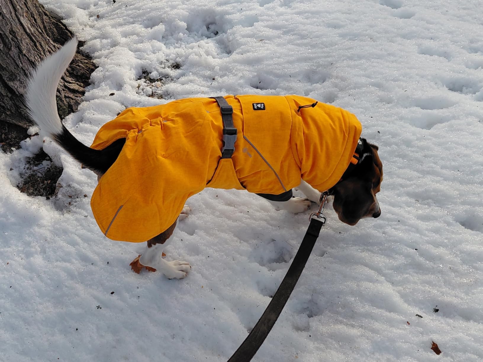 Hurtta Expedition Parka, Winter Dog Coat, Buckthorn, 14XL customer photo 2