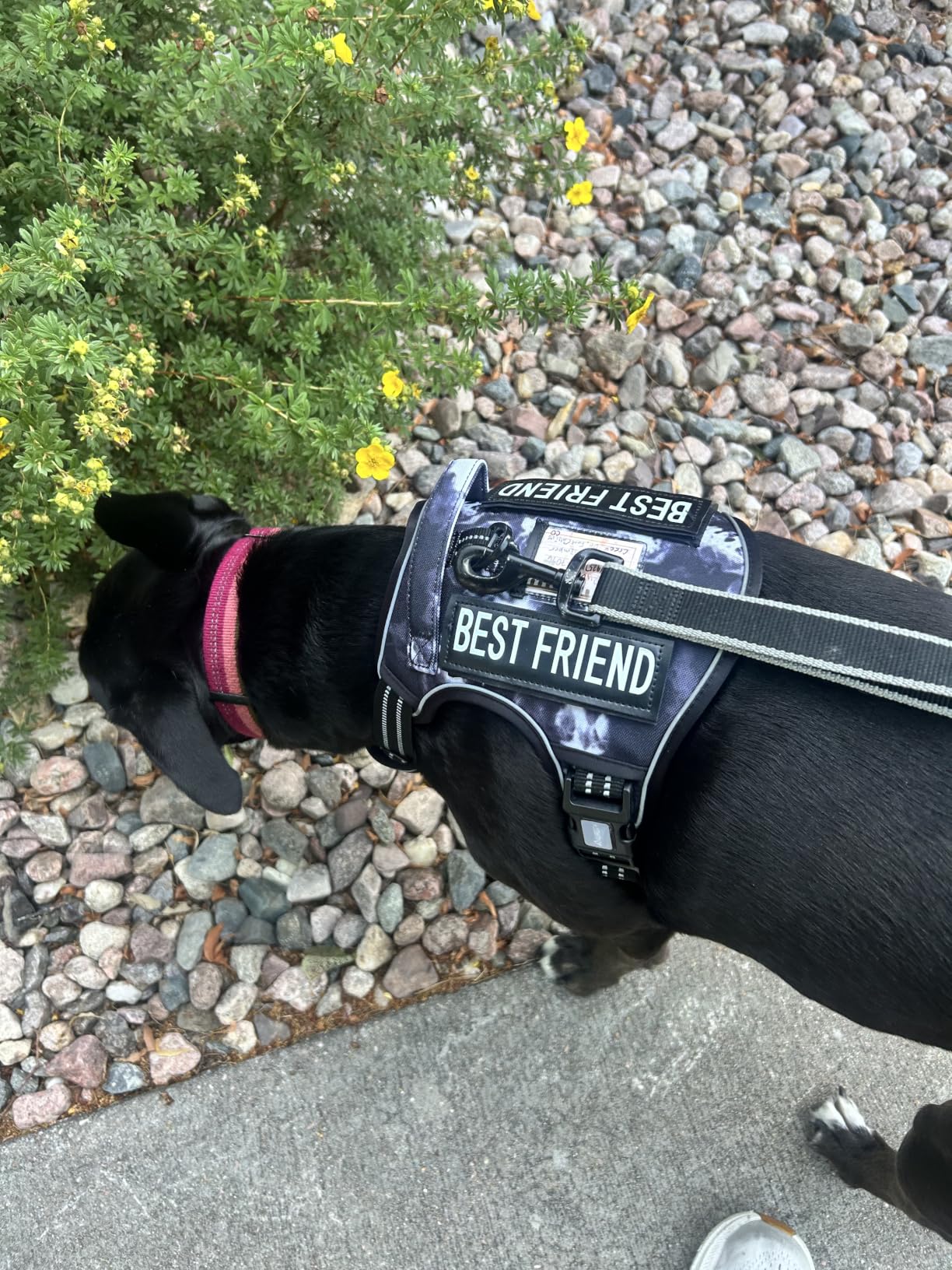 Auroth Tactical Dog Harness for Large Dogs No Pull Adjustable Pet Harness Reflective K9 Working Training Easy Control Pet Vest Military Service Dog Harnesses Army Yellow L customer photo 1