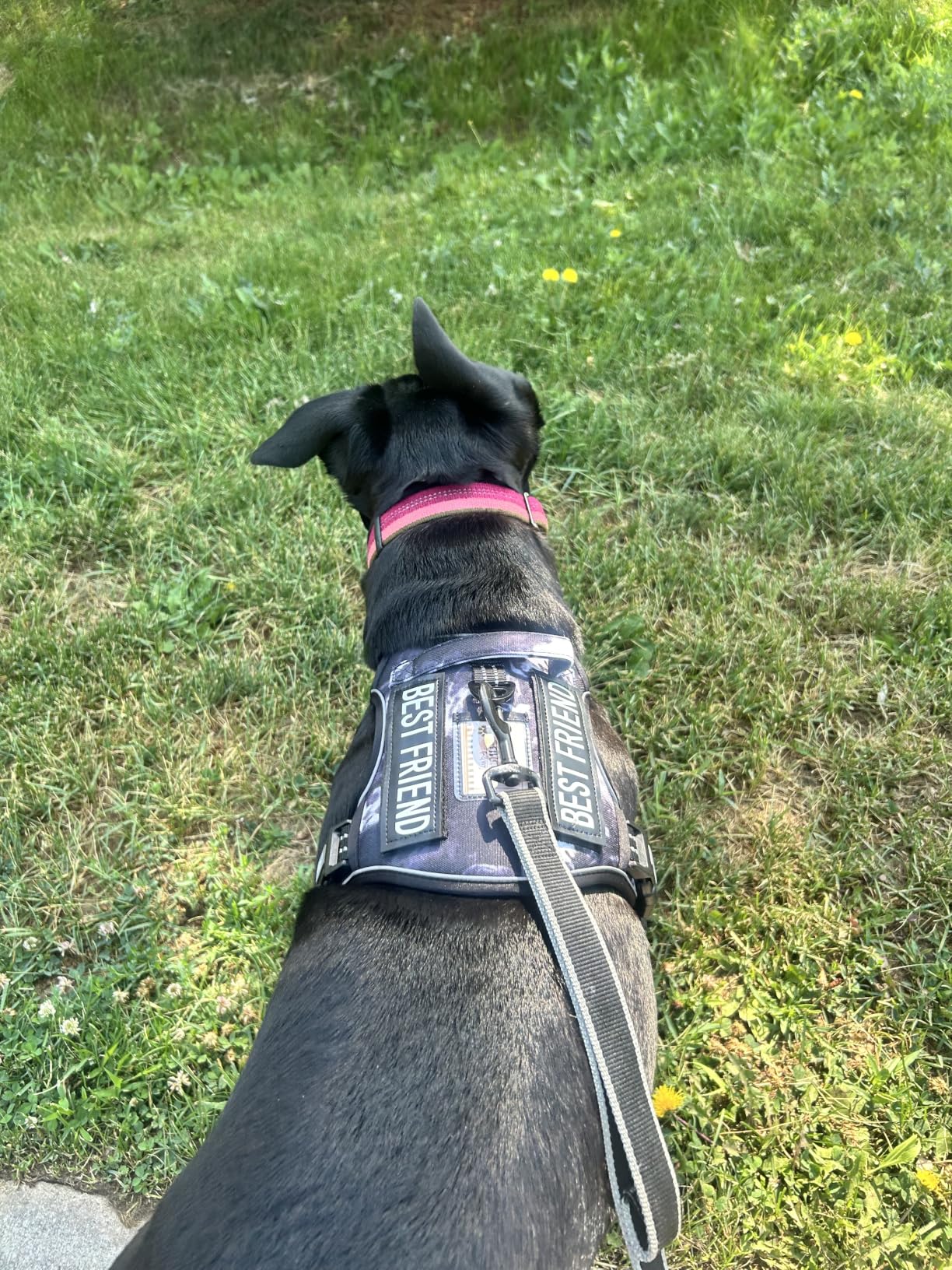 Auroth Tactical Dog Harness for Large Dogs No Pull Adjustable Pet Harness Reflective K9 Working Training Easy Control Pet Vest Military Service Dog Harnesses Army Yellow L customer photo 2