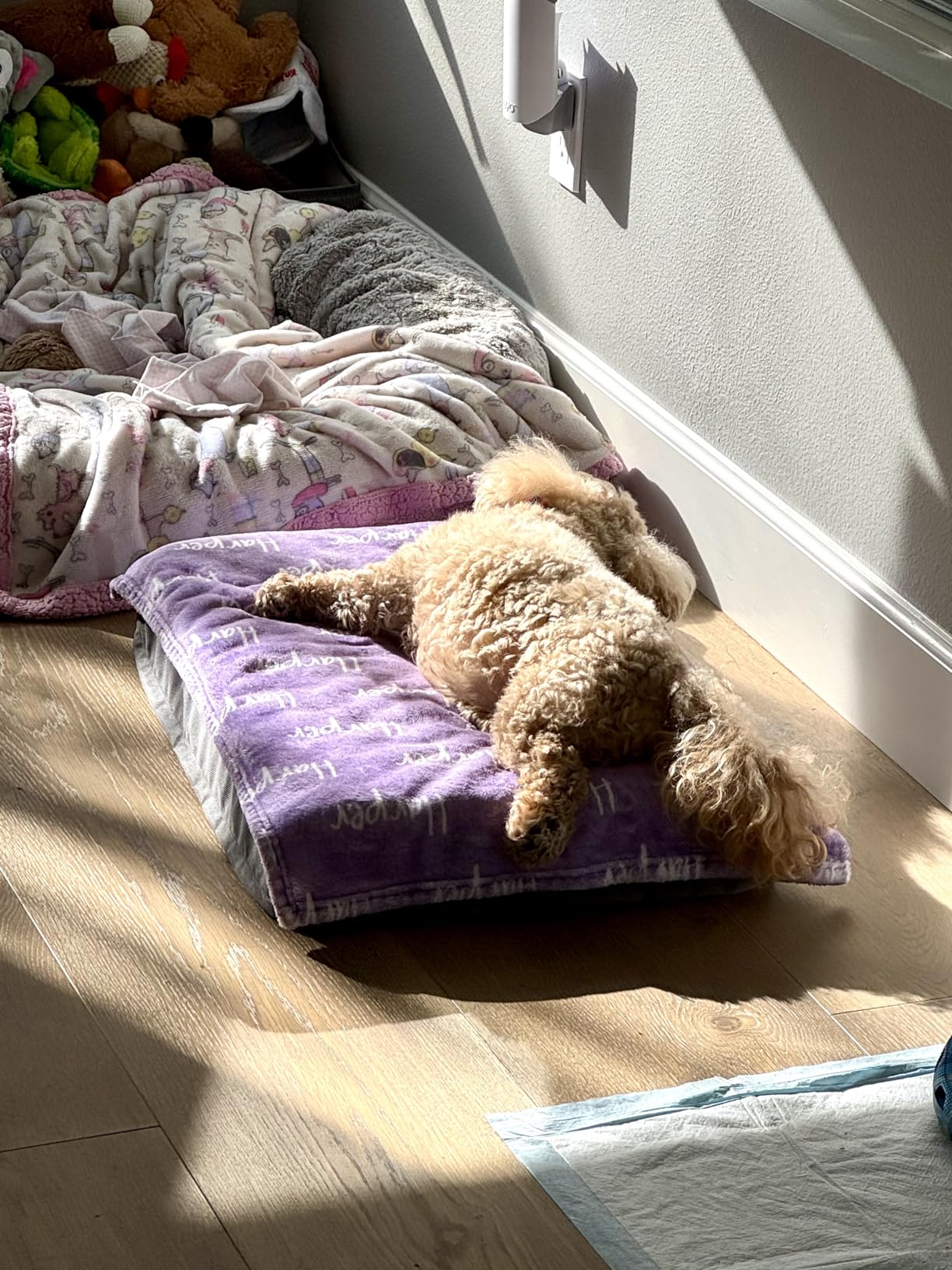Bedsure Washable Dog Beds Large Sized Dog with Comfy Sherpa, 36x27in Grey | Orthopedic Egg Crate Foam, Comfort Support Flat Rectangle Pet Mat, Non-Slip Bottom, Removable Cover, For Large Breed Up to 55 lbs customer photo 2