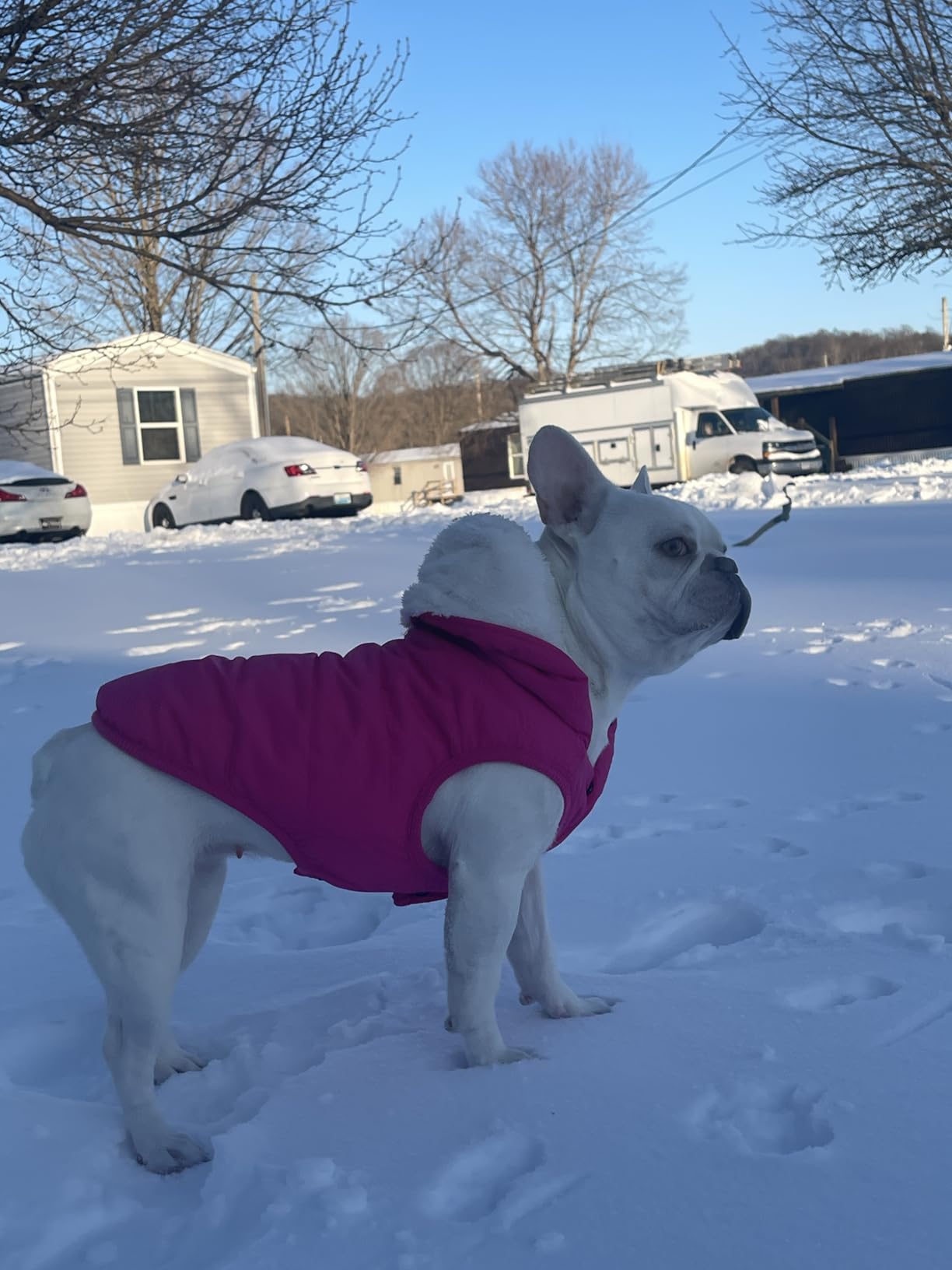 SAWMONG Waterproof Dog Winter Coat, Warm Fleece Lined Dog Jacket with Hood, Windproof Puppy Coat, Pet Apparel Vest Outdoor & Indoor Winter Activities (Blue, M) customer photo 1