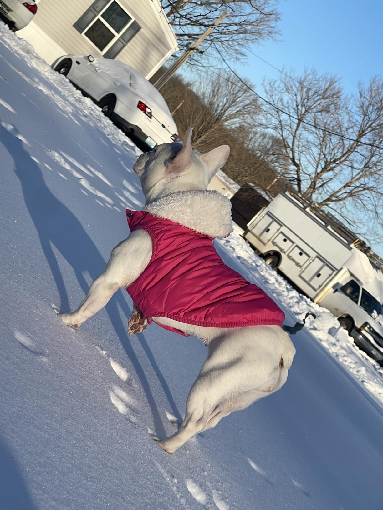 SAWMONG Waterproof Dog Winter Coat, Warm Fleece Lined Dog Jacket with Hood, Windproof Puppy Coat, Pet Apparel Vest Outdoor & Indoor Winter Activities (Blue, M) customer photo 2