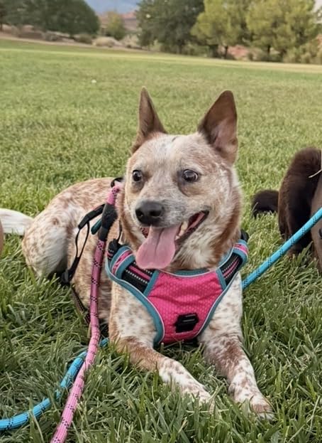tobeDRI No Pull Dog Harness Adjustable Reflective Oxford Easy Control Medium Large Dog Harness with A Free Heavy Duty 5ft Dog Leash customer photo 1
