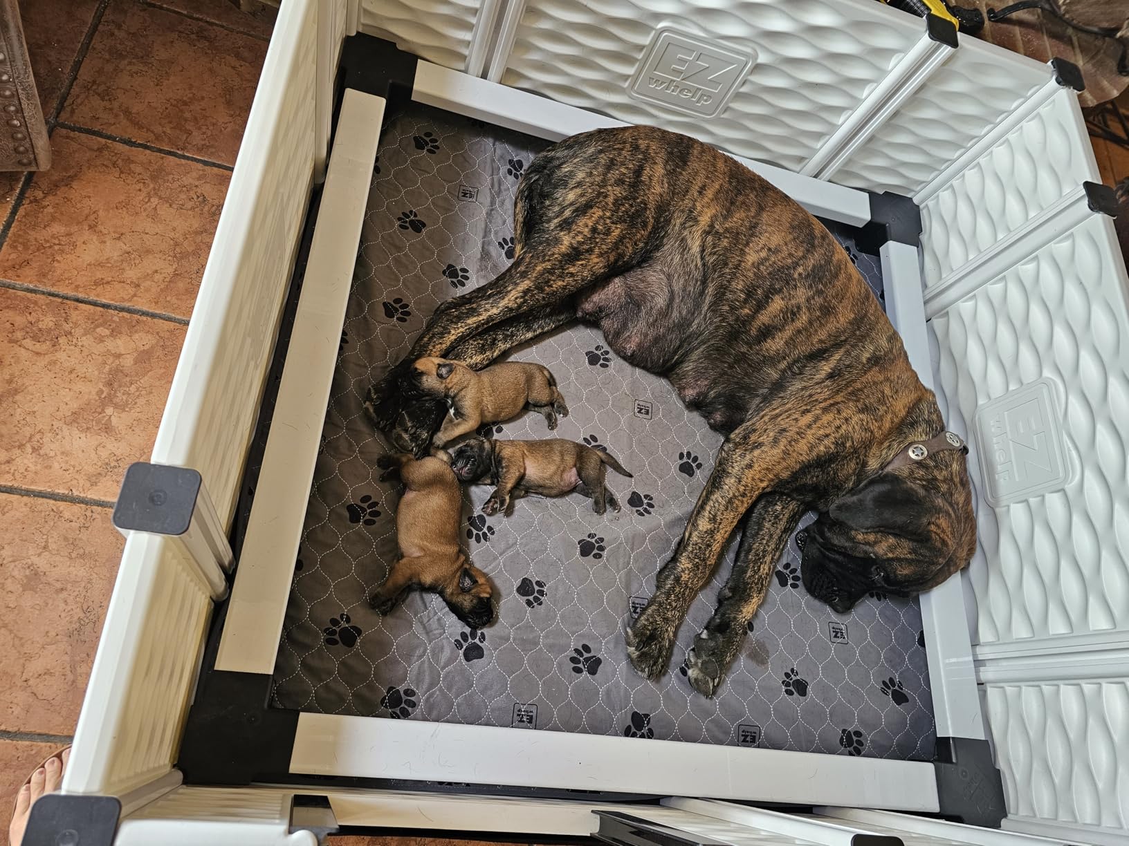 EZwhelp EZclassic Large Dog Whelping Box with Rails, 48