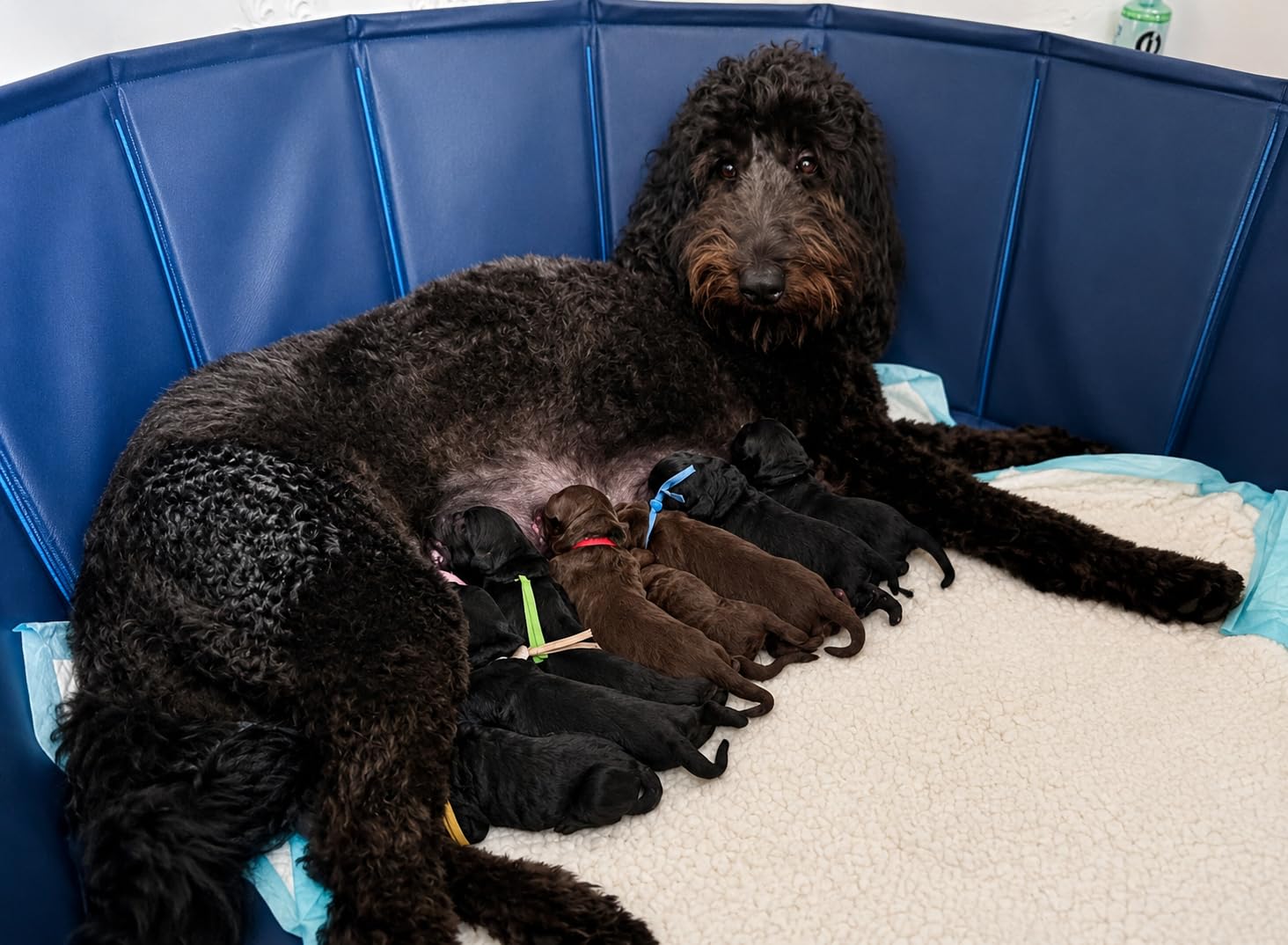 Artilife Whelping Box for Dogs Welp Box Whelping Pool, Puppy Whelping Pen for Dogs Puppies, Great for Puppies, Easy to Clean (47inch Dia.x12inch H(120x30cm), Blue) customer photo 1