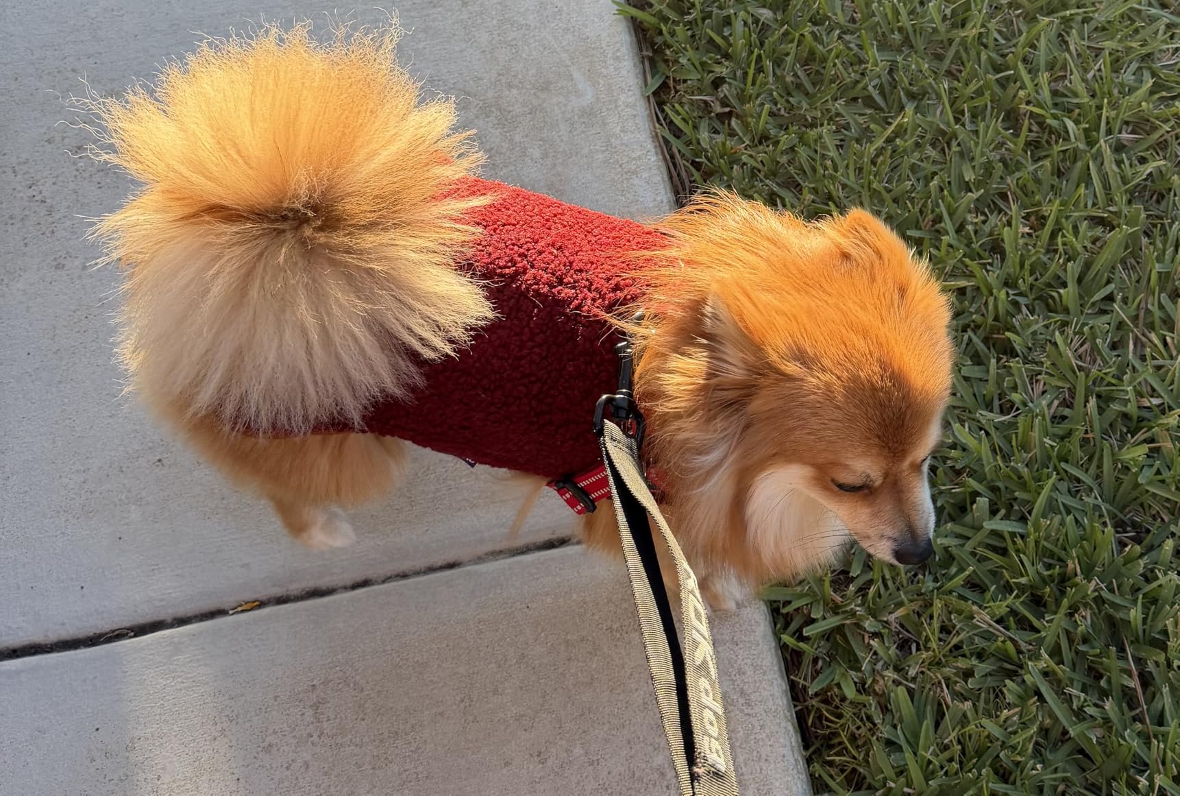 cyeollo Warm Dog Coat Fleece Sherpa Winter Sweater Coats, Turtleneck Dog Jacket Vest for Small Medium Large Dogs with Leash Hole, Soft Reversible Pet Coats for Cold Weather, Green, L customer photo 2