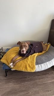 Carhartt Firm Duck Insulated Dog Chore Coat, Durable Weather Resistant Jacket for Cold and Windy Conditions, Deep Wine, Large customer photo 1