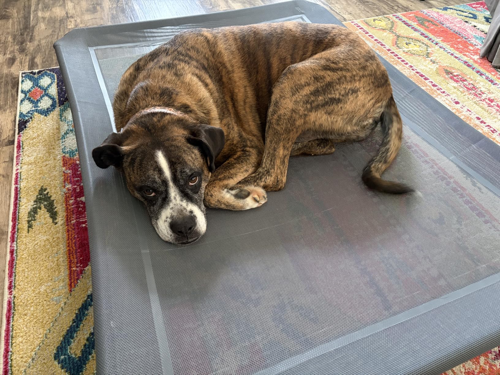 Czpalo Outdoor Elevated Dog Bed for Large Sized Dogs, No-Tool Assembly. | Raised design promotes airflow. Tool-free assembly, easy-to-clean mesh, portable, with anti-skid feet. Indoor/outdoor use. customer photo 1
