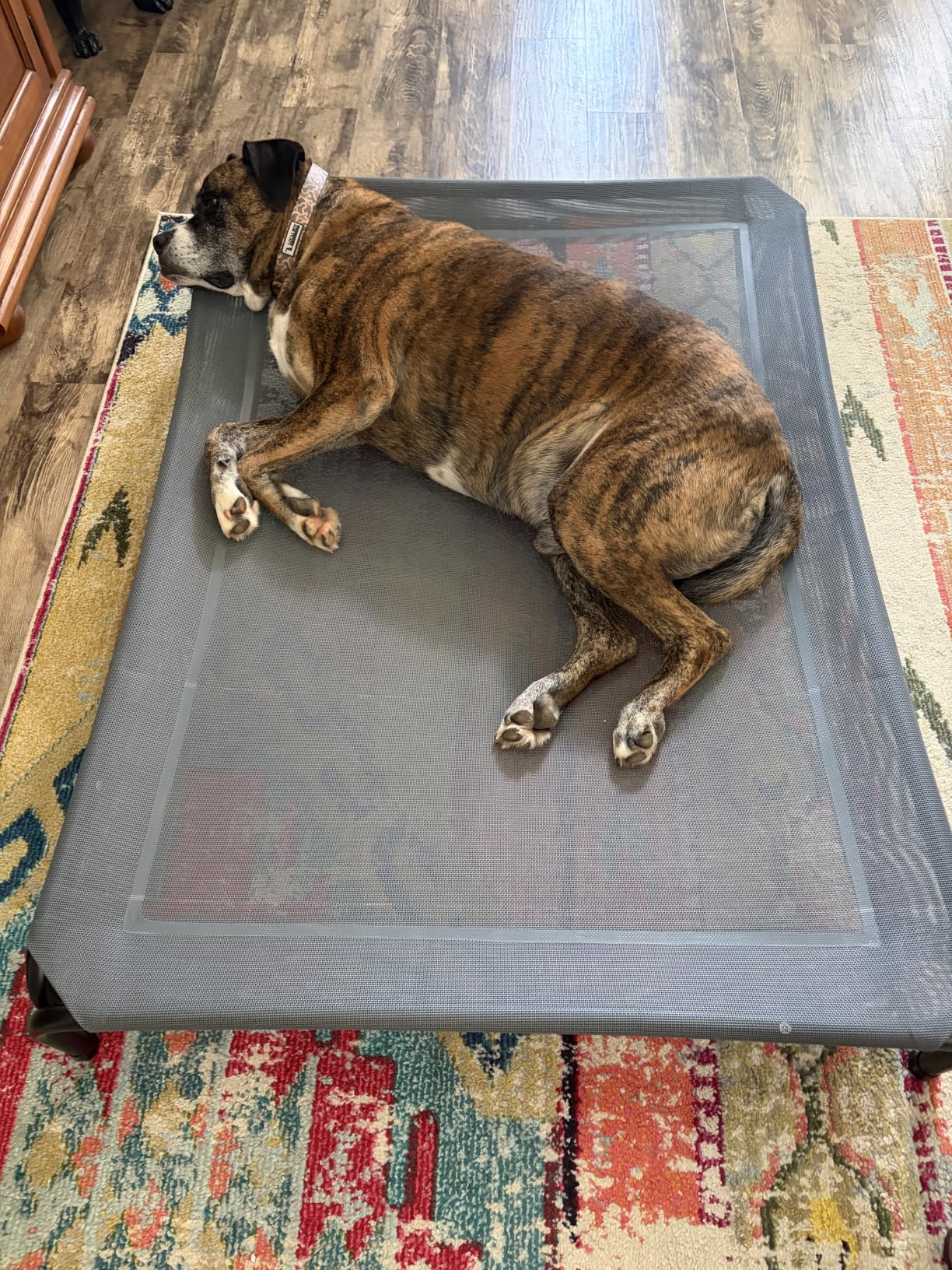 Czpalo Outdoor Elevated Dog Bed for Large Sized Dogs, No-Tool Assembly. | Raised design promotes airflow. Tool-free assembly, easy-to-clean mesh, portable, with anti-skid feet. Indoor/outdoor use. customer photo 2