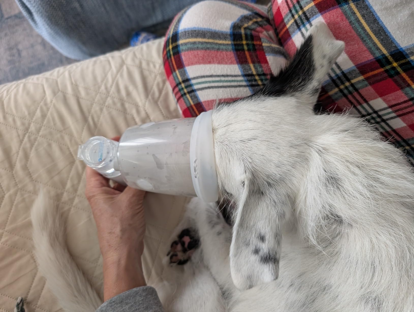 Pets Only Large Space Mask Pet-Mist-Device for Cats and Dogs with Pet Mask Designed Specifically for Pets Snout Shape (Medium - Dogs) customer photo 1