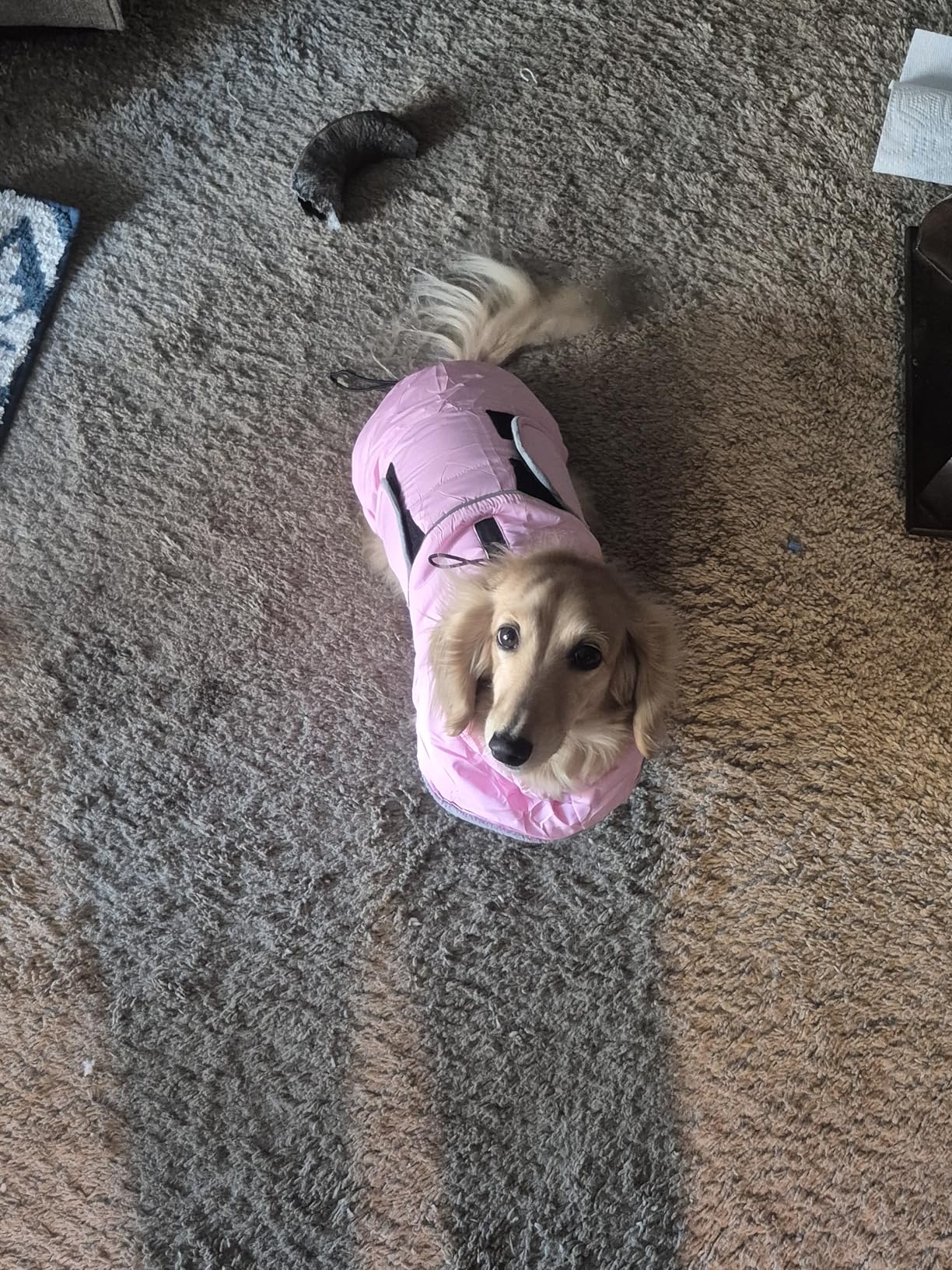 ASENKU Extra Warm Dog Coat - Winter Jacket with Fleece, Reflective Adjustable for Medium Dogs, Dachshund Clothes (Green, M) customer photo 1