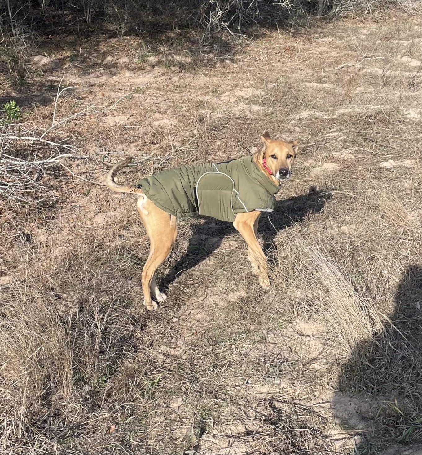 ASENKU Extra Warm Dog Coat - Winter Jacket with Fleece, Reflective Adjustable for Medium Dogs, Dachshund Clothes (Green, M) customer photo 2