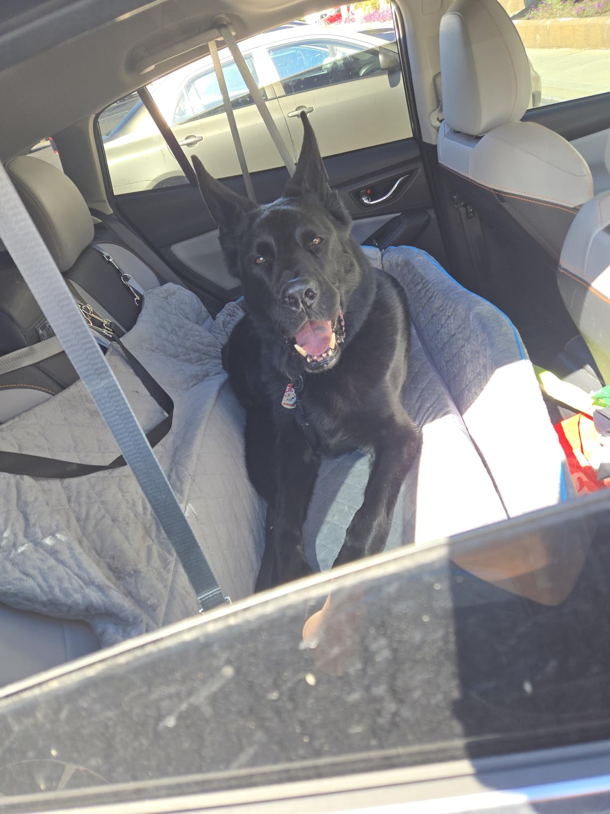 Large Dog Car Seat, Dog Car Bed for Large Dogs Under 120lbs, Pet Booster Seat with Thick Cushion and 2 Safety Leashes, Detachable & Washable Pet Bed for Backseat, Black & Gray customer photo 2