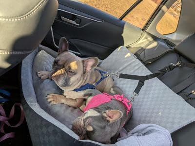 JOEJOY Dog Car Seat for Medium/Large Dogs - Reversible Dual-Sided Travel Dog Car Bed with Memory Foam, Washable Pet Booster Seat for Dogs up to 55 lbs or 2 Small Dogs, 2 Safety Leashes, Grey customer photo 2