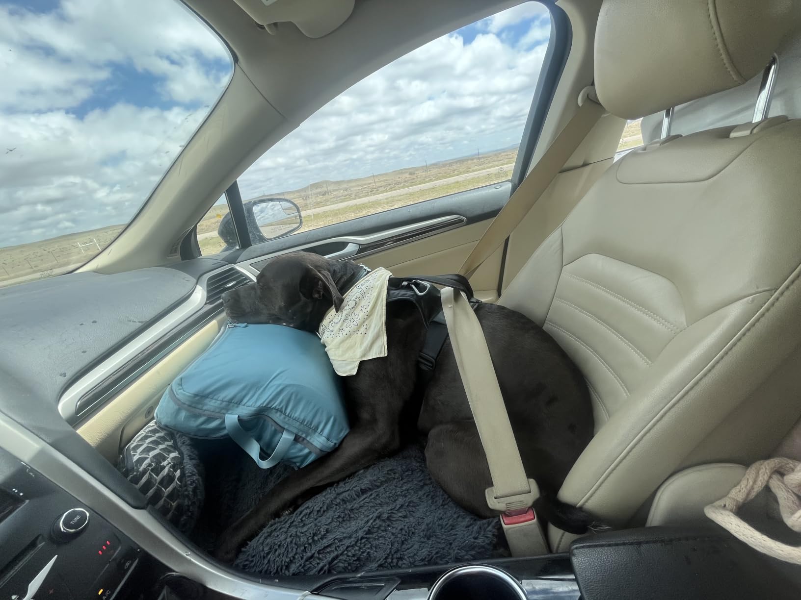 Thule Cappy Dog Harness L - Crash-Tested for Safety - Seatbelt passthrough - Adjustable & Easy to Clean - Padded Breathable mesh Panels - Leash Loop - Step-in Design customer photo 1