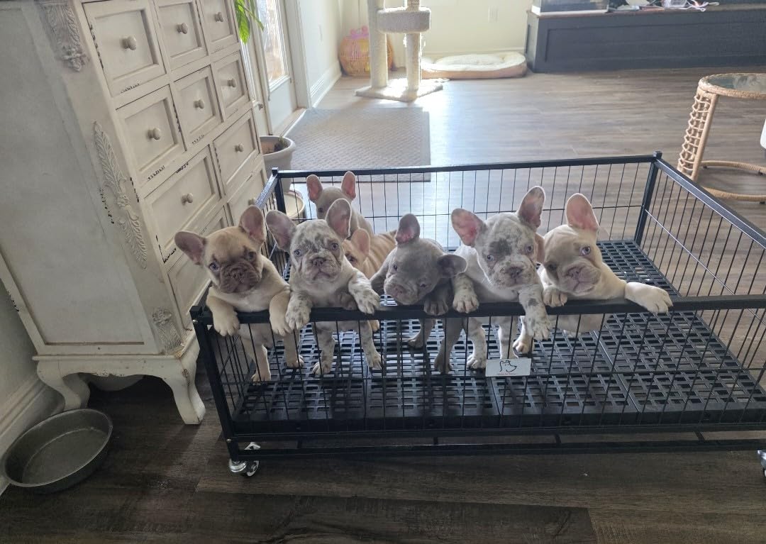 Homey Pet 43'' Whelping Box for Dogs and Puppies, Taller Heavy Duty Dog Whelping Box Puppy Playpen with 4 Wheels, Front Door, Top Open, Stackable Metal Dog Crate Cage Kennel Indoor customer photo 2