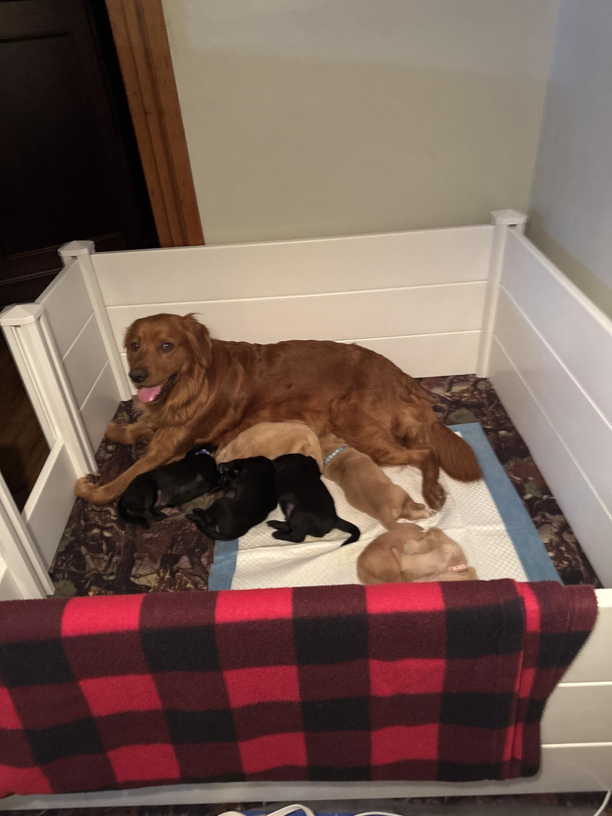 Whelping Box for Dogs, Whelping Box for Puppies with Pee Pad, Puppy Collars and Growth Record Sheets, Easy-Clean & Durable Puppy Playpen, Dog Welping Supplies, 48