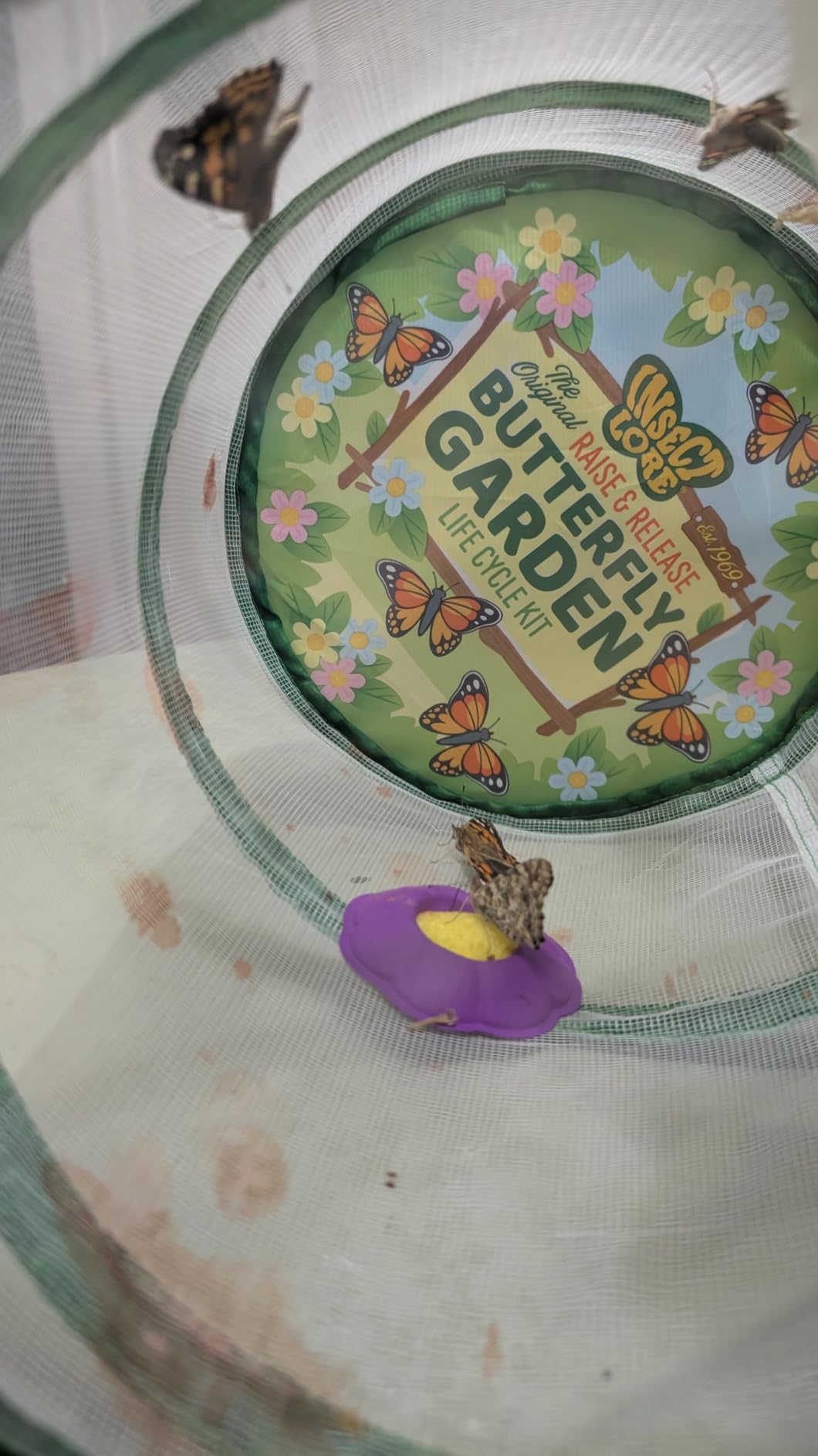 Insect Lore Raise and Release Butterfly Garden Kit - Caterpillar Habitat with redeemable VOUCHER - STEM-accredited Butterfly Growing Kit for Kids, Classrooms, and Homeschool Learning customer photo 2