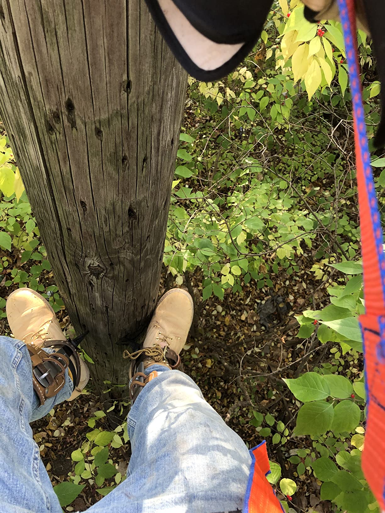 Klein Tools CN1907ARL Tree Climber Set with Pole Climbers, Leg Irons, Climbing Gaffs, and Pads, Straps, Gaff Spikes, Stirrups customer photo 1