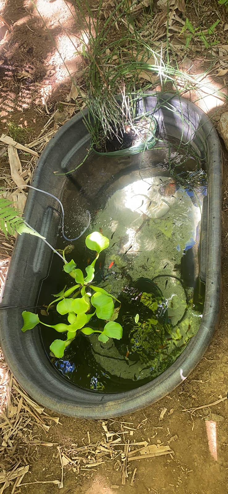 SkeeterVac SV5100 Outdoor Mosquito & Backyard Insect Trap, 1+ Acre Coverage | 1+ Acre Coverage customer photo 1