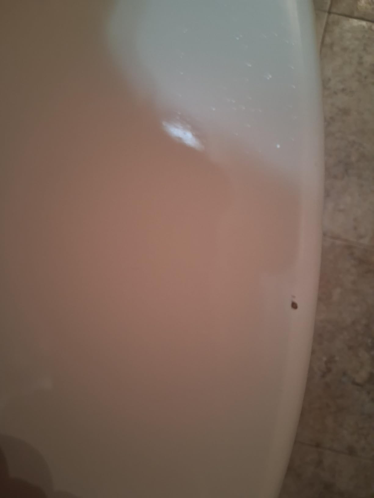 CHURCH Toilet Seat, Easy Clean Hinges Release for Deep Cleans, Durable Enameled Wood Seat, Round, White customer photo 1