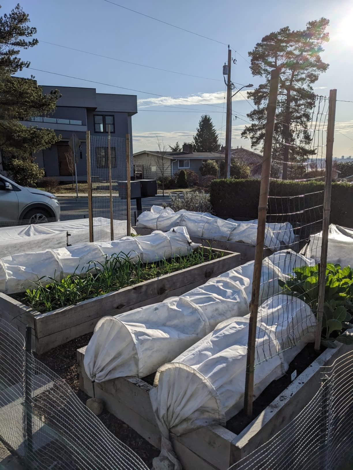 Tierra Garden 50-5060 Haxnicks Easy Fleece Tunnel Garden Cloche, Cover and Protect Plants from Harsh Weather, Animals, and Pests, Fleece Dome for Your Garden customer photo 2
