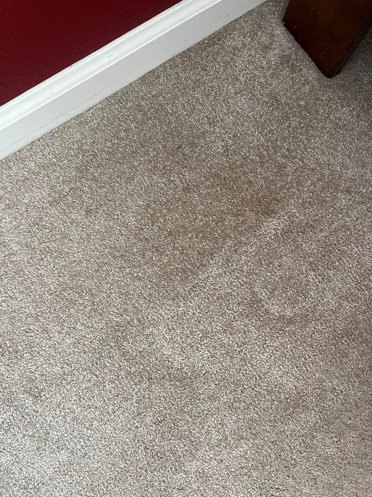 FOLEX Professional Carpet Stain Remover Spray - 34 oz | Best Remover for Pets - Rug Stain Remover & Upholstery Cleaner - Cleaner Solution for Couches & Car Interiors customer photo 2