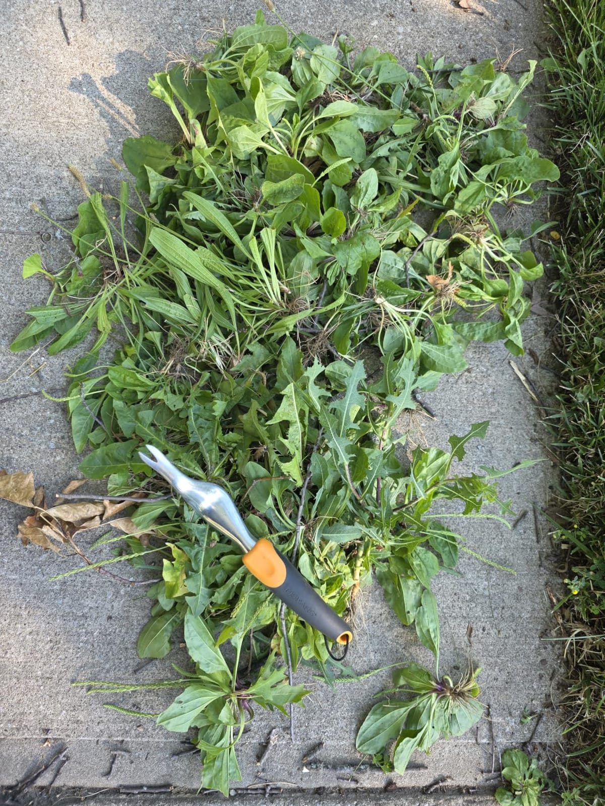 Fiskars Dandelion Weeder Softouch Garden Tool customer photo 1