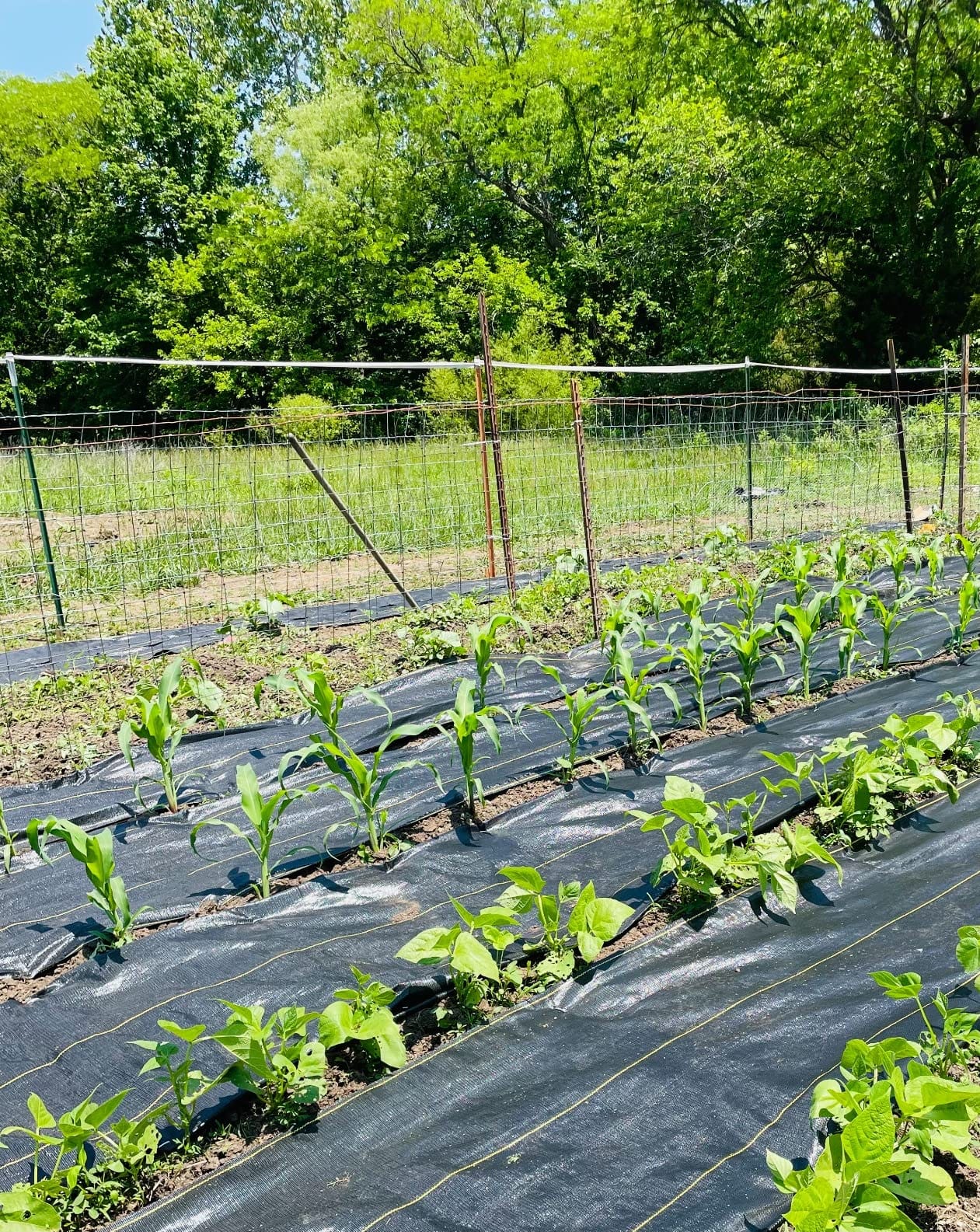 Dewitt Sunbelt Weed Barrier Fabric 3.2 oz, 4 x 300 Feet - Heavy-Duty Ground Cover Mat for Greenhouse Floors, Garden Rows, Raised Beds, Yard Gardening, and Outdoor Landscape Protection customer photo 1
