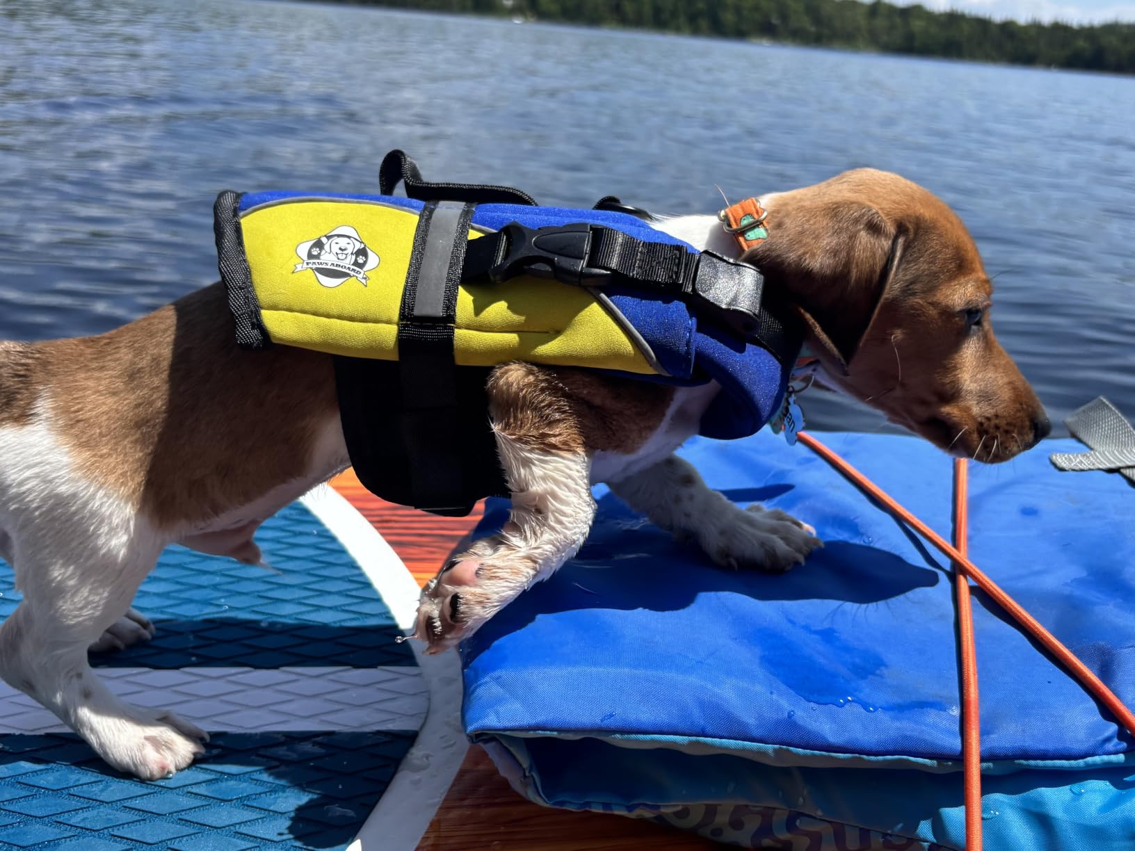 Dog Life Jacket - Premium Swim Vest with SafeChin Anti-Choke Collar | PAWS Aboard Red | RapidLift Rescue Handle, D-Ring, Reflective Trim | Boating, Kayaking, Pool | X-Large (80-110 lbs) customer photo 1
