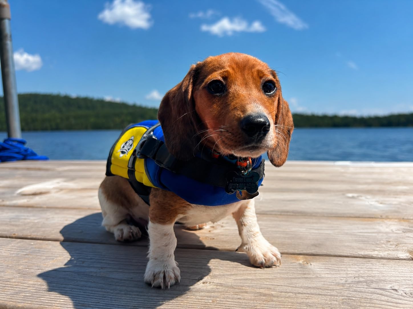 Dog Life Jacket - Premium Swim Vest with SafeChin Anti-Choke Collar | PAWS Aboard Red | RapidLift Rescue Handle, D-Ring, Reflective Trim | Boating, Kayaking, Pool | X-Large (80-110 lbs) customer photo 2