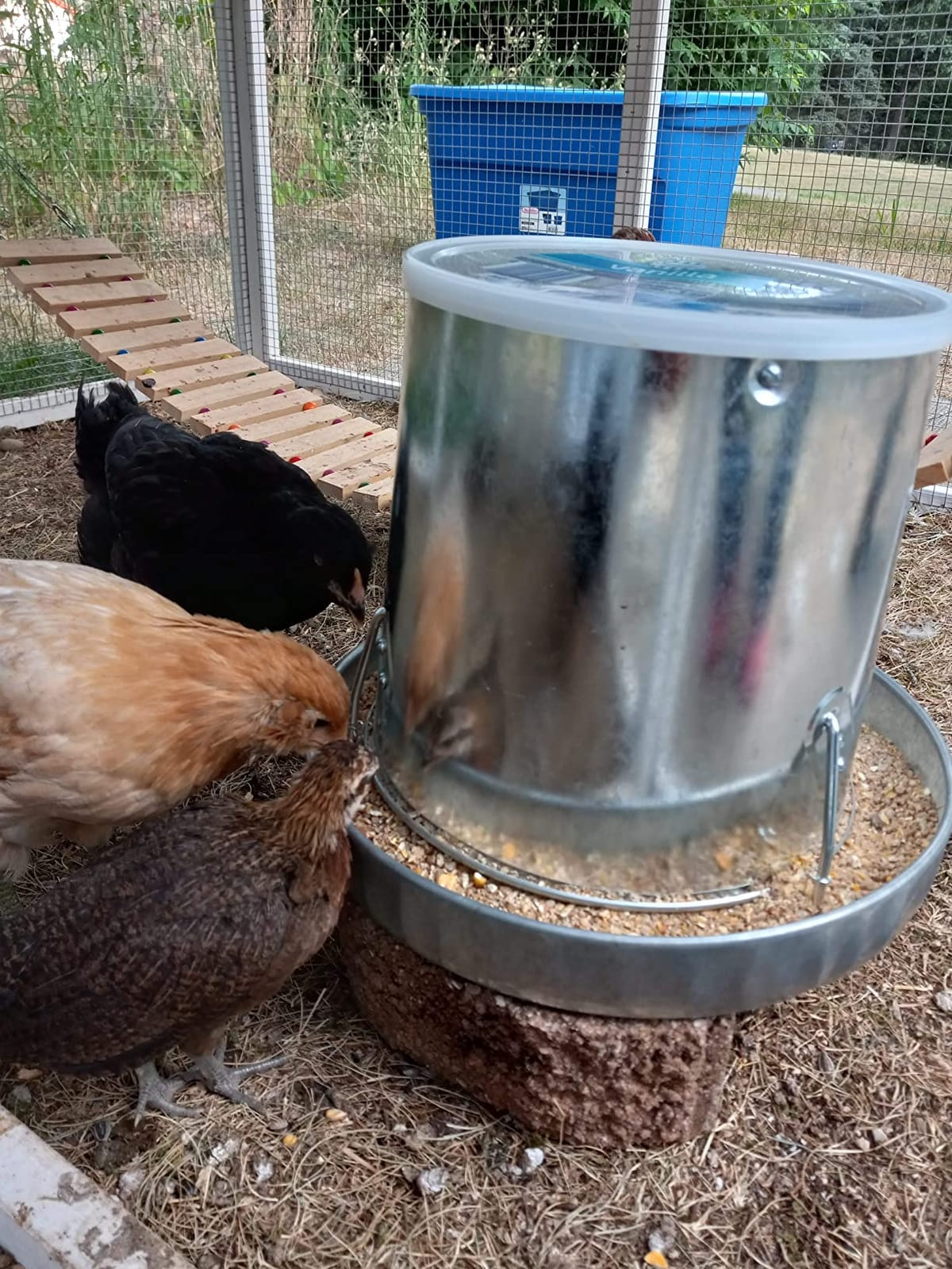 Harris Farms Poultry Feeder | Manna Pro Chicken Feed, Free Range Hanging Chicken Feeder, Chicken Feeders Galvanized | 30 Pounds customer photo 1