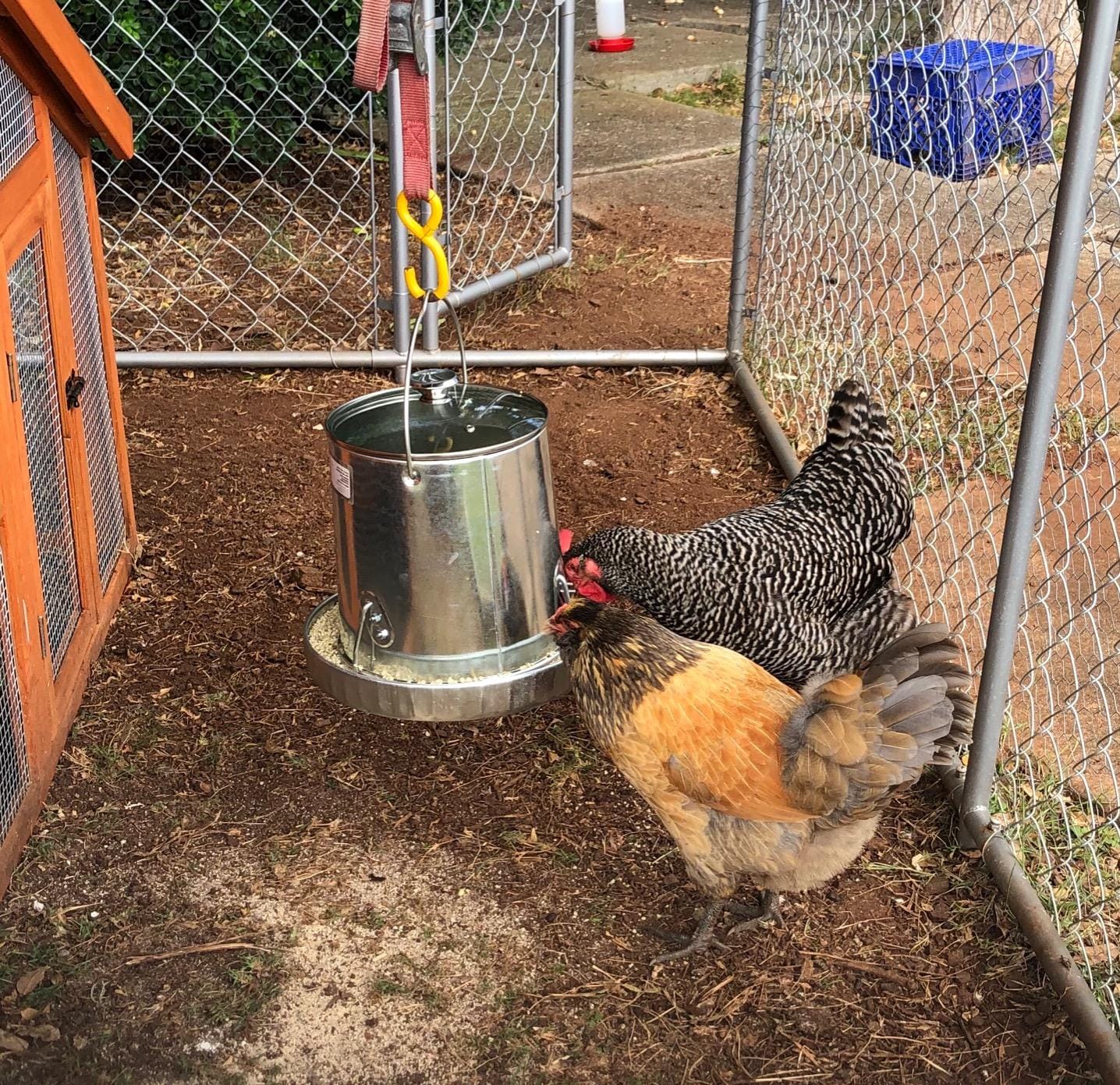 Harris Farms Poultry Feeder | Manna Pro Chicken Feed, Free Range Hanging Chicken Feeder, Chicken Feeders Galvanized | 30 Pounds customer photo 2