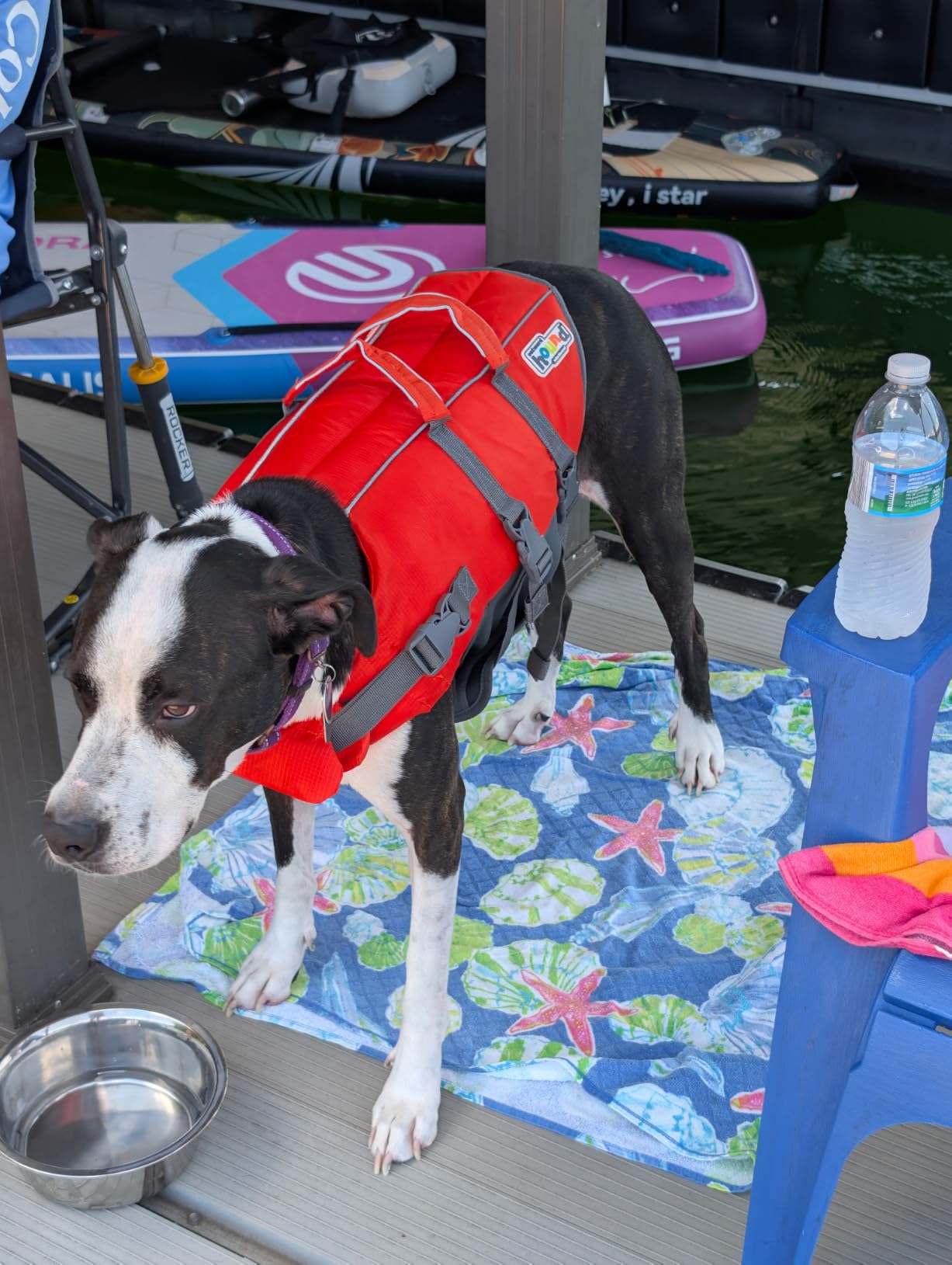 Outward Hound Granby Splash Dog Life Jacket, Life Vest, Orange, Large | Max Buoyancy, Adjustable Fit, Head/Neck Support, Rescue Handle, Reflective, Swimming & Boating, Large Dogs (28-32