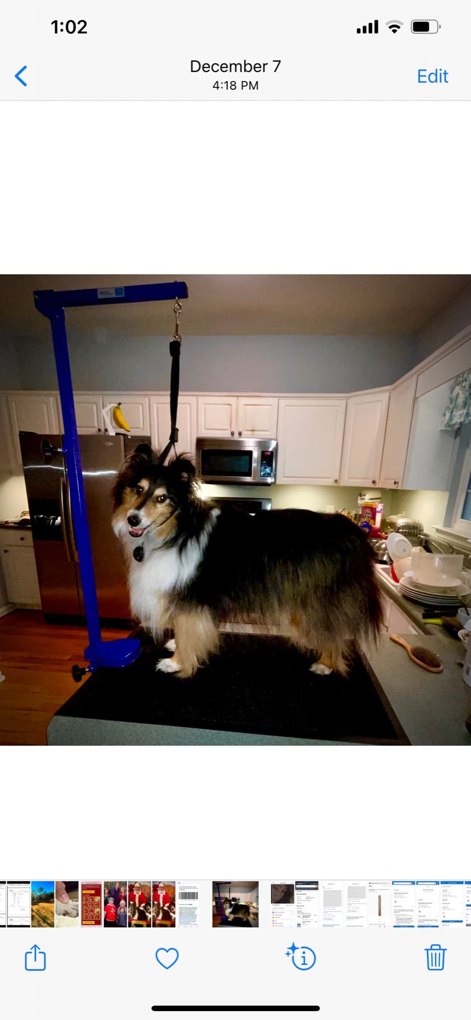 Master Equipment Blue Foldable Grooming Arm for Pets - 24